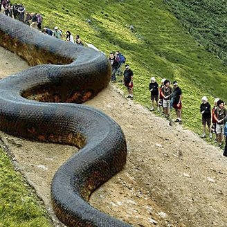 Dev Yılan Uyarısı! En Büyüğü Yakalandı